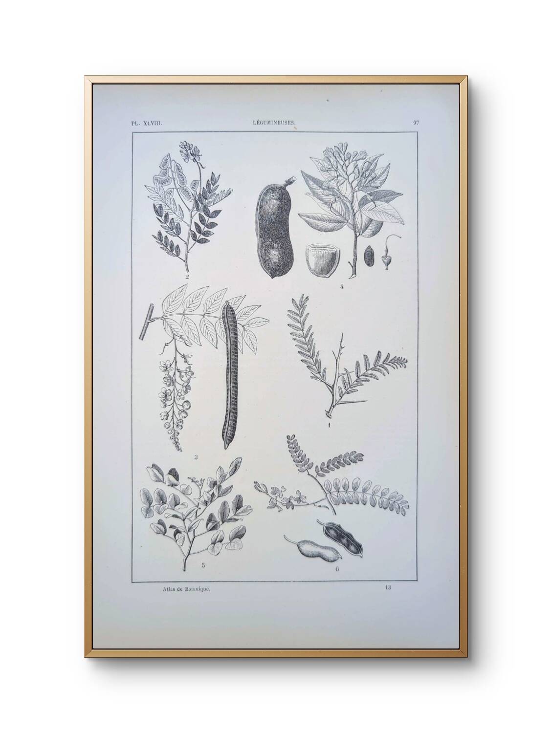 Imprimée en 1889, les légumineuses. Planche botanique ancienne.