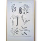 Imprimée en 1889, les légumineuses. Planche botanique ancienne.