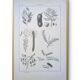 Printed in 1889, legumes. Antique botanical plate.