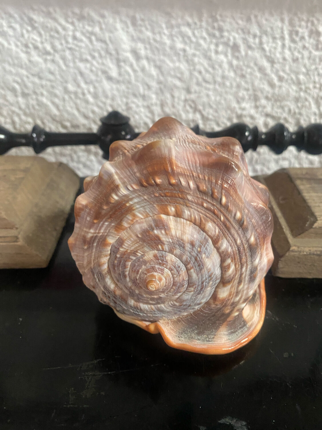 Large shell cypraea cassis rufa