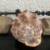 Large shell cypraea cassis rufa
