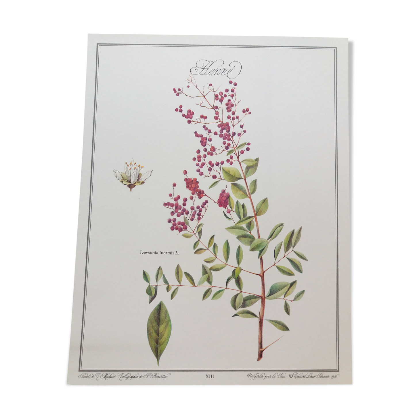 Henné botanical plank