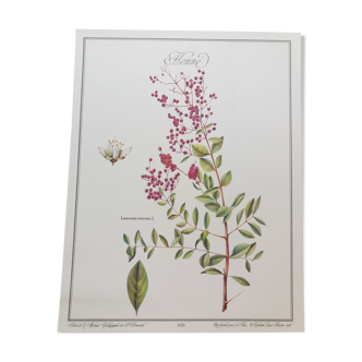 Planche botanique Henné