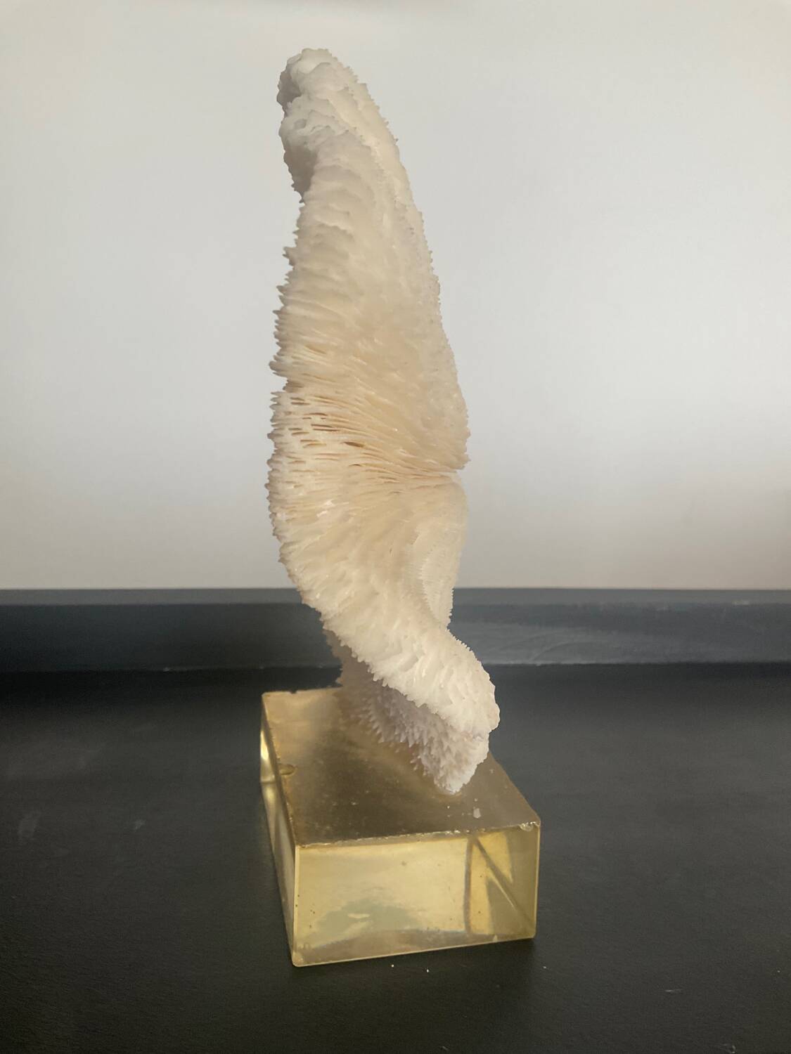 Vintage coral on plexiglass base