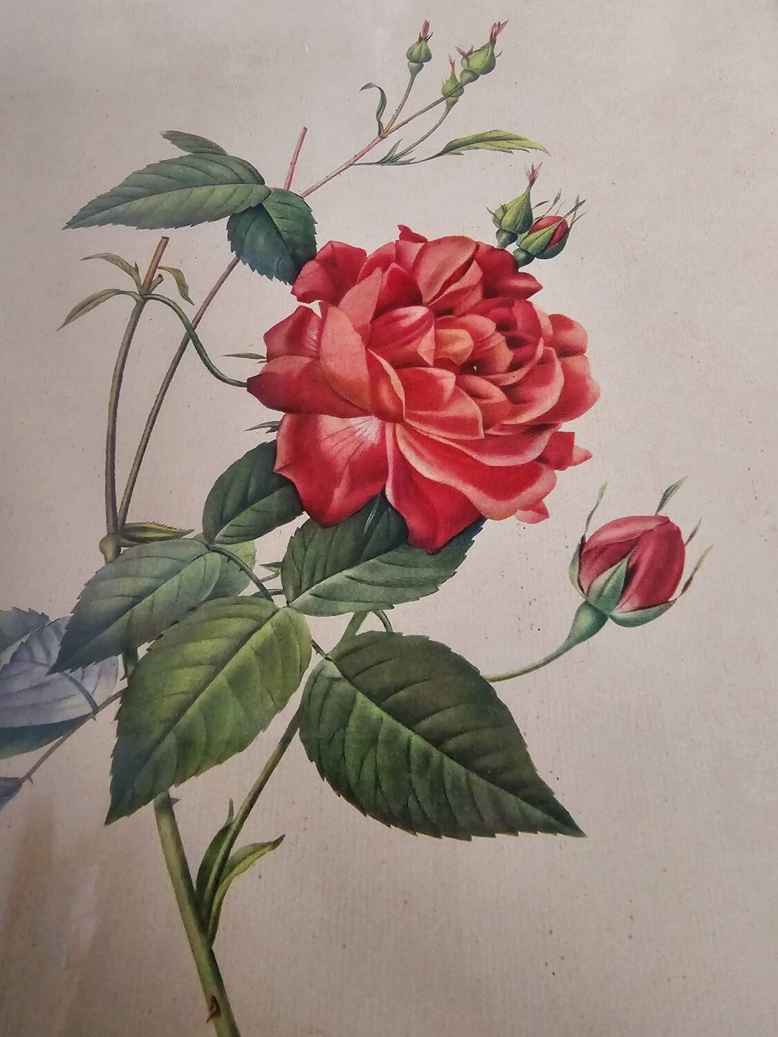 Bengal Rose Frame pj Redouté