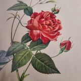 Bengal Rose Frame pj Redouté