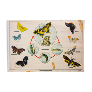 Affiche pédagogique papillons