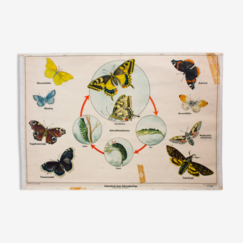 Displays educational Butterfly 1951