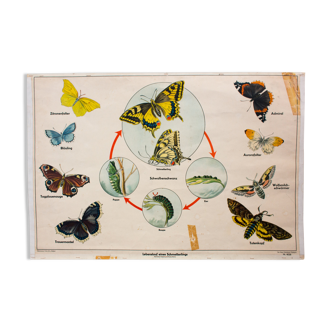 Displays educational Butterfly 1951