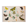 Affiche pédagogique papillons 1951