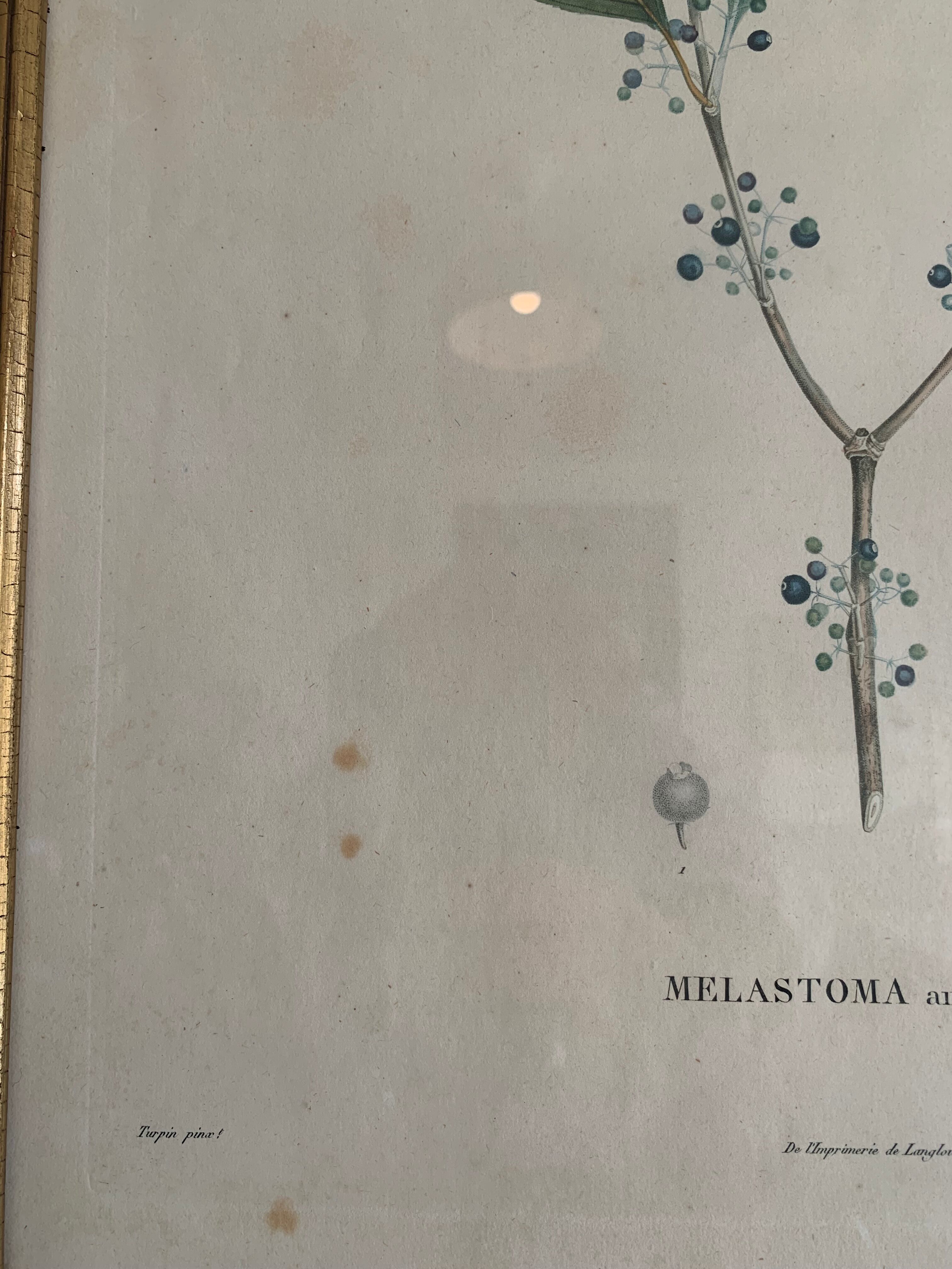 Cadres planches botanique vintage