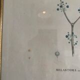 Cadres planches botanique vintage