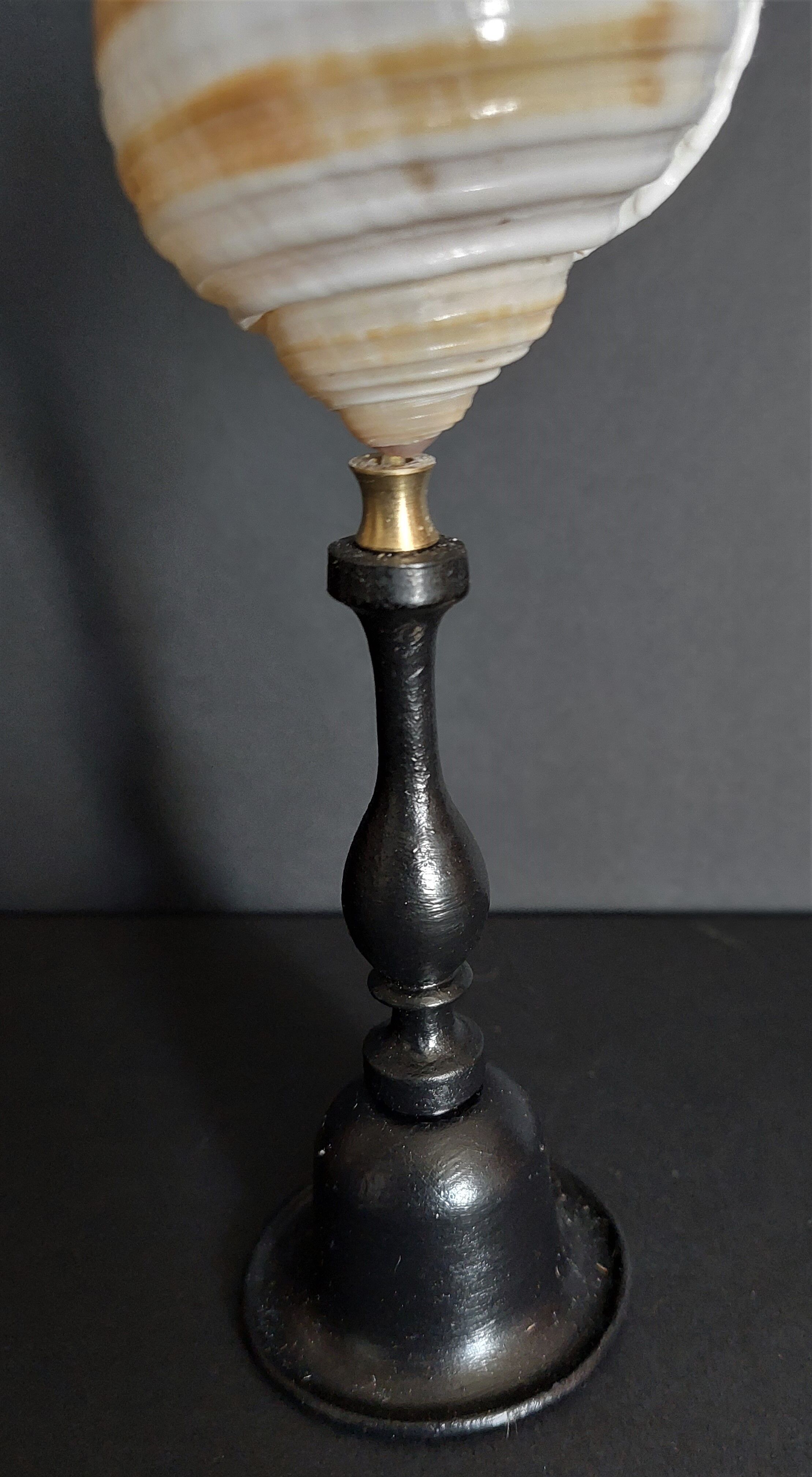 Cabinet of Curiosities shell tonna sulcosa on pedestal