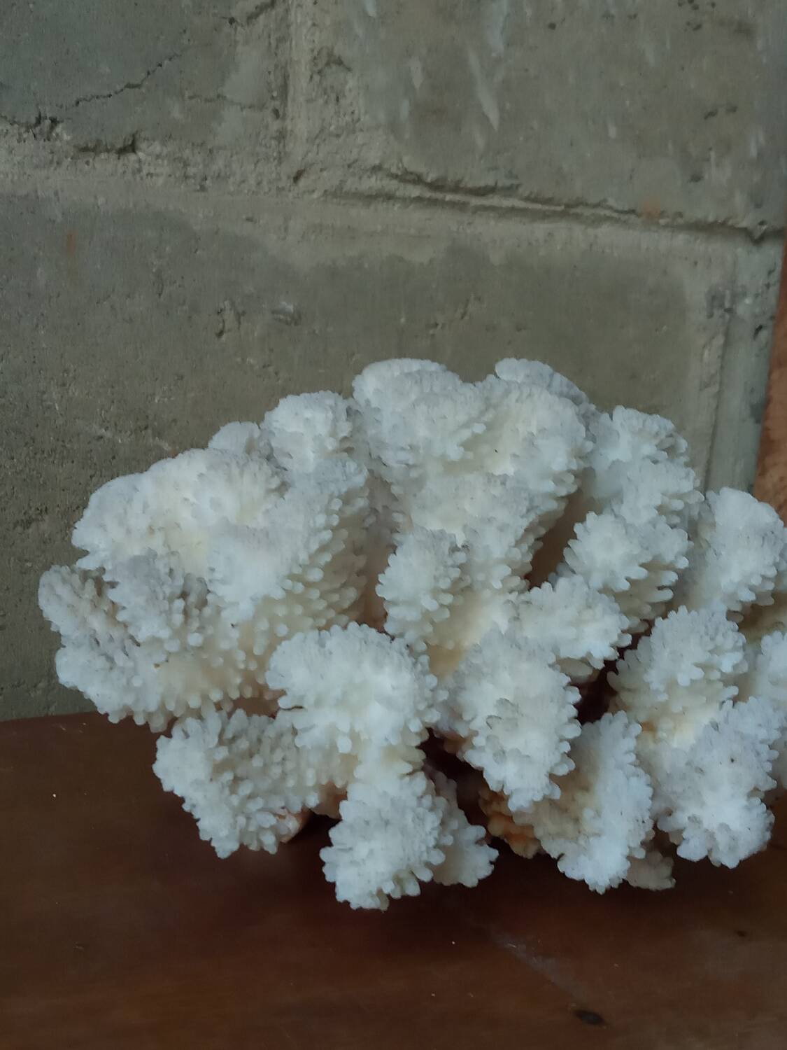 Ancient white coral