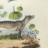 Old engraving from 1838 -Tasmanian Tiger- Hand-colored plate of animal and plant