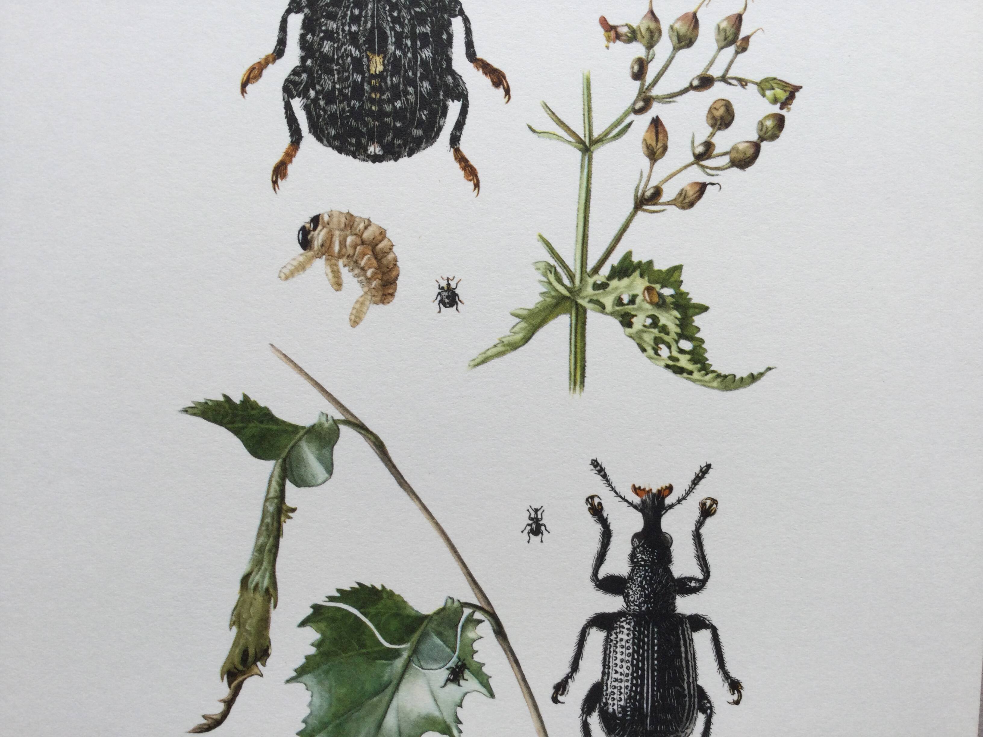 Vintage Insect Print Old Illustration from the 60s