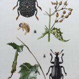 Vintage Insect Print Old Illustration from the 60s