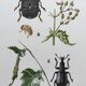 Vintage Insect Print Old Illustration from the 60s