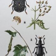 Vintage Insect Print Old Illustration from the 60s