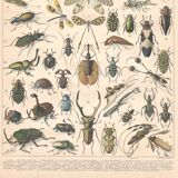 Planche ancienne sur les insectes 1897
