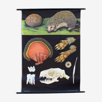 Hedgehog educational poster 1970
