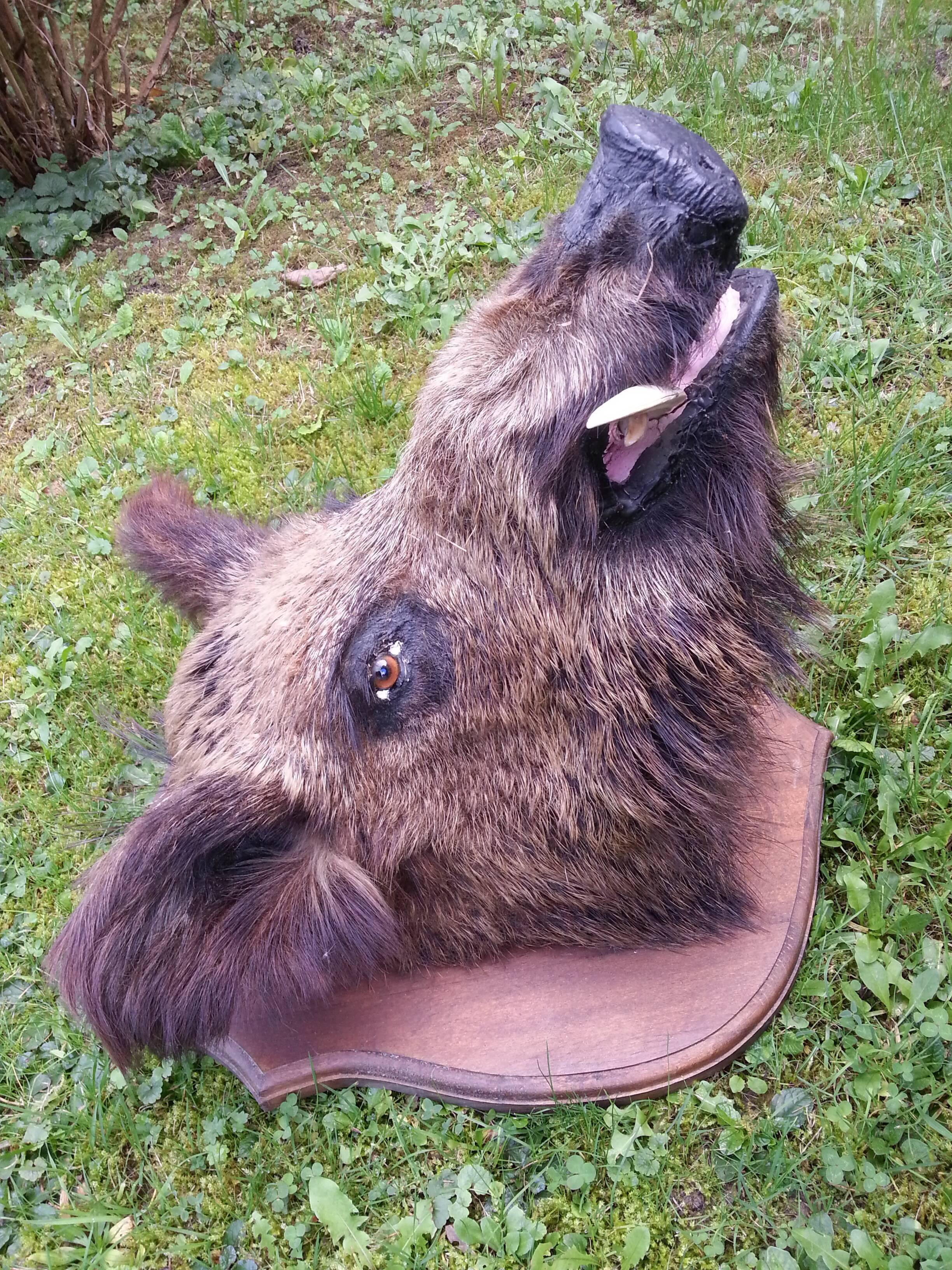 Hunting trophy boar for cabinet of curiosity's head
