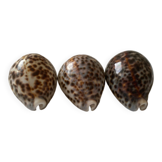 Shell cypraea tigris