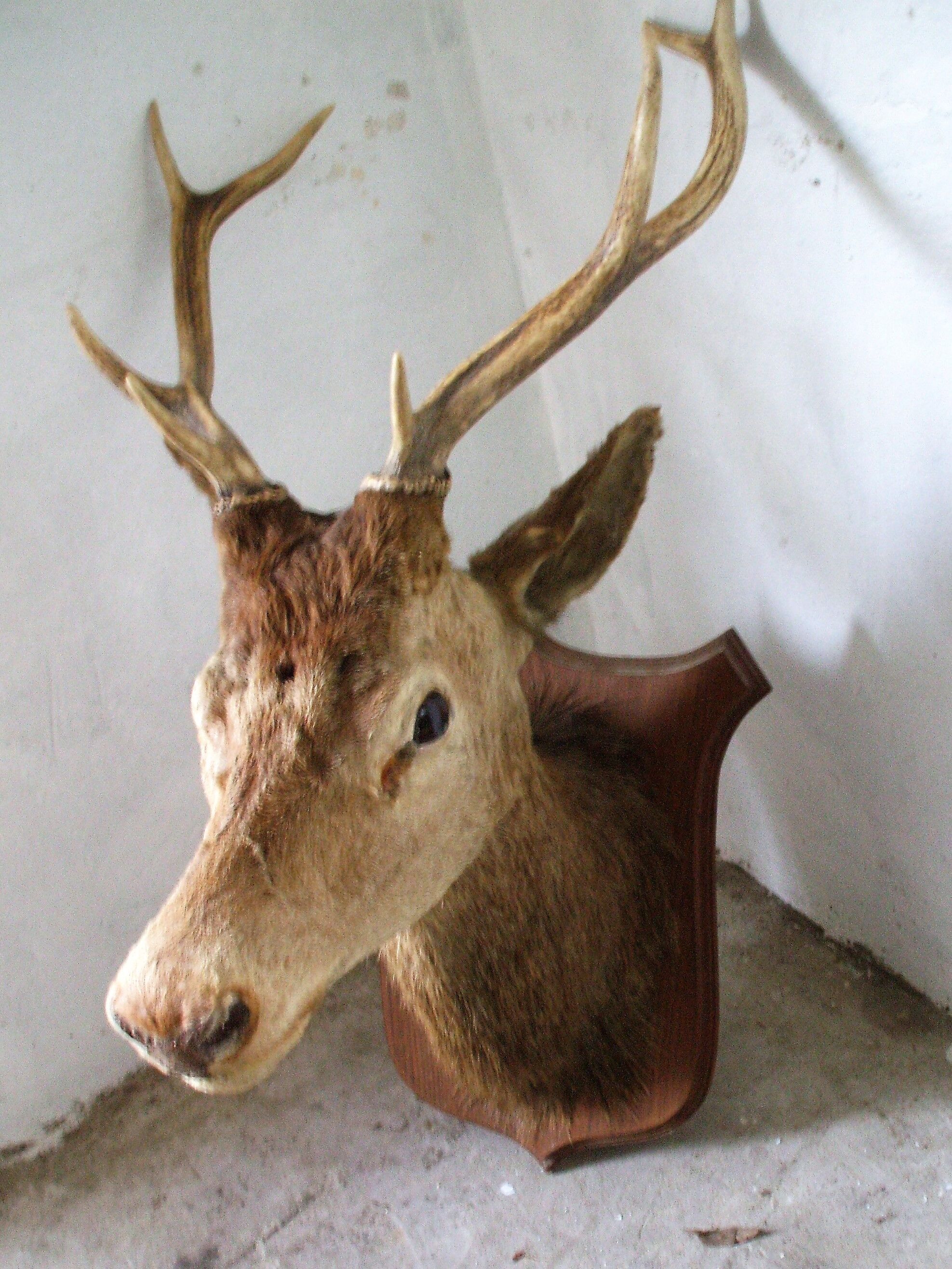 Trophy deer head on coat of arms