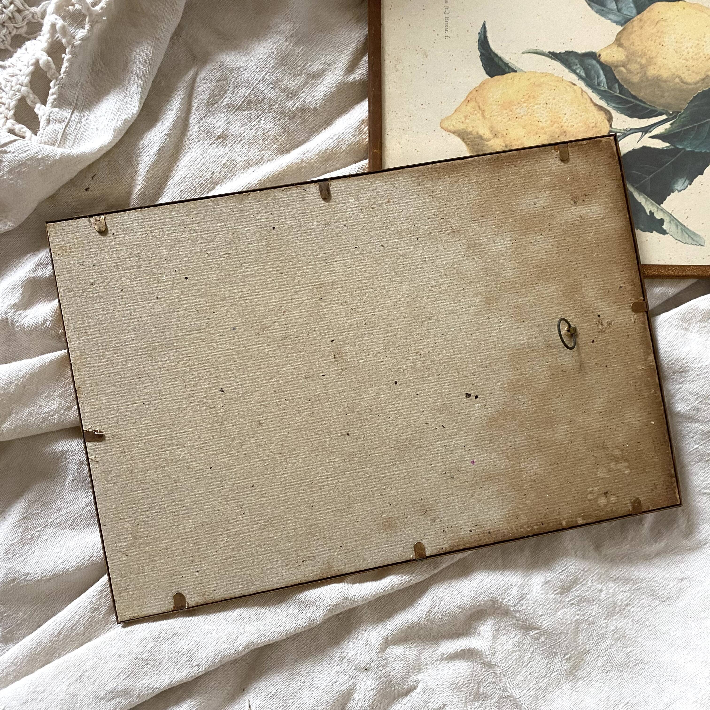 Botanical posters, flower and lemon lithographs, metal frame