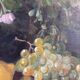 Large vintage original floral still life painting with fruit