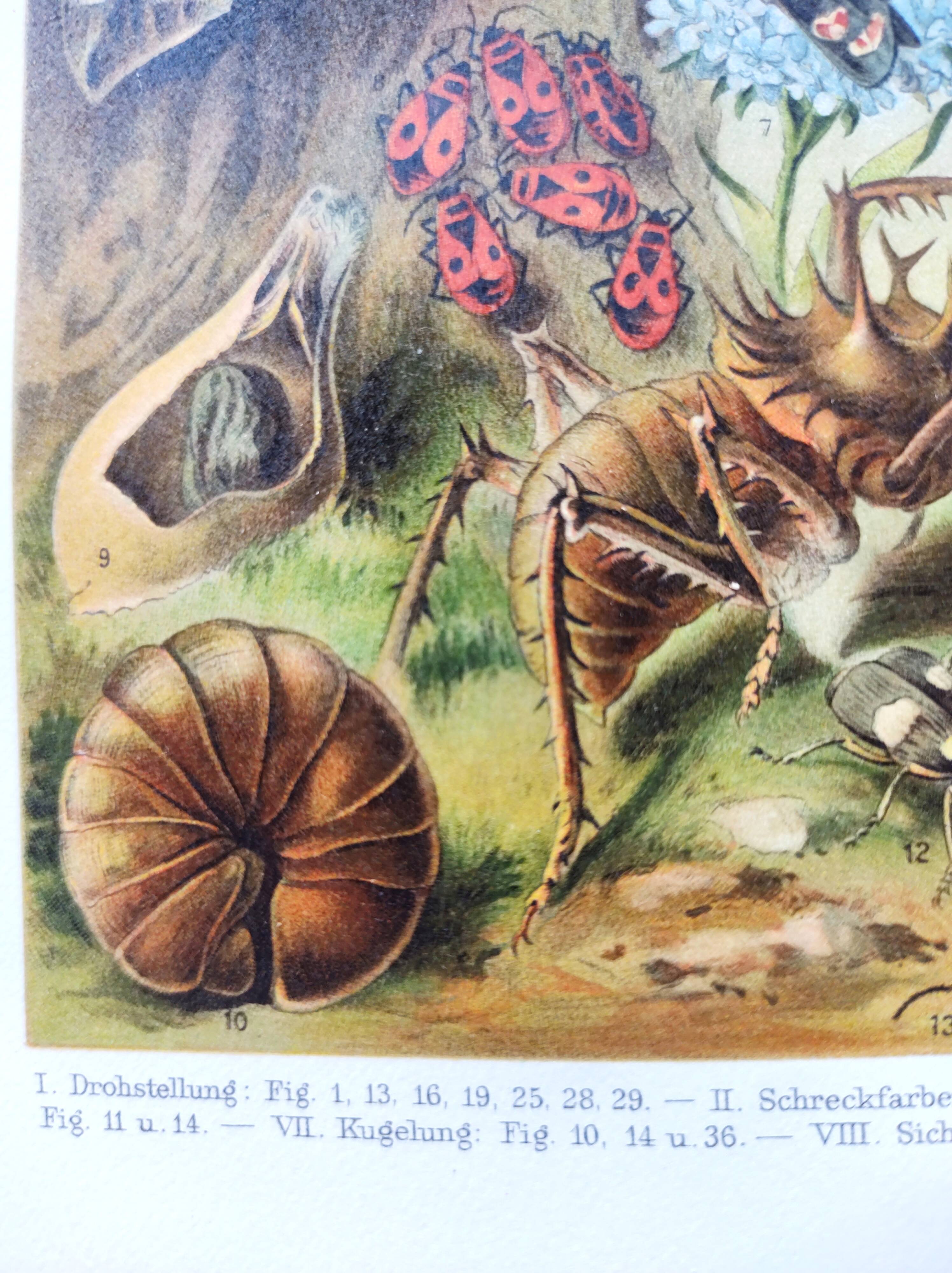 Zoological engraving from 1909 - Butterflies and insects - Old German print