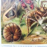 Zoological engraving from 1909 - Butterflies and insects - Old German print