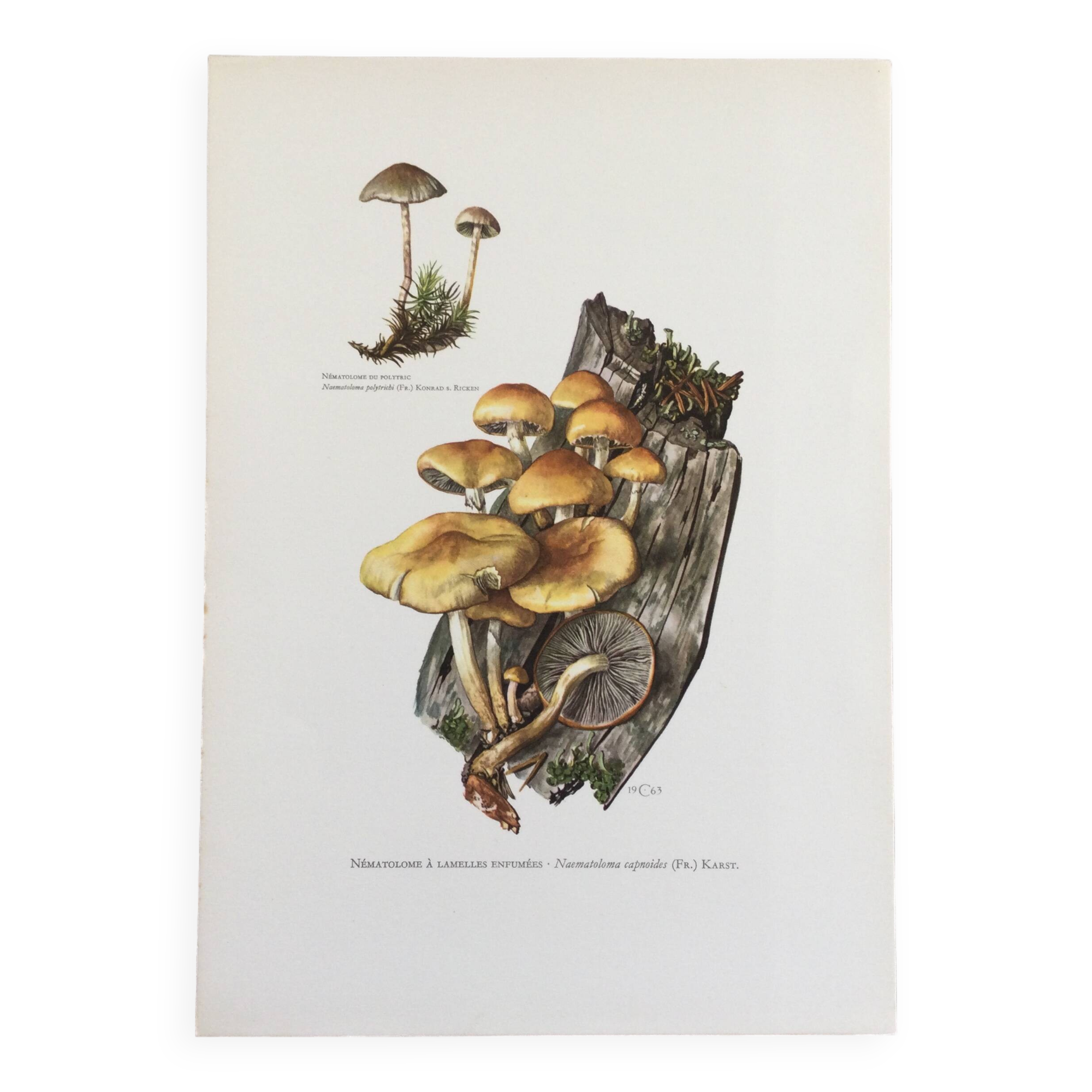 Botanical Illustration Mushrooms Nematoloma Vintage Print 60s