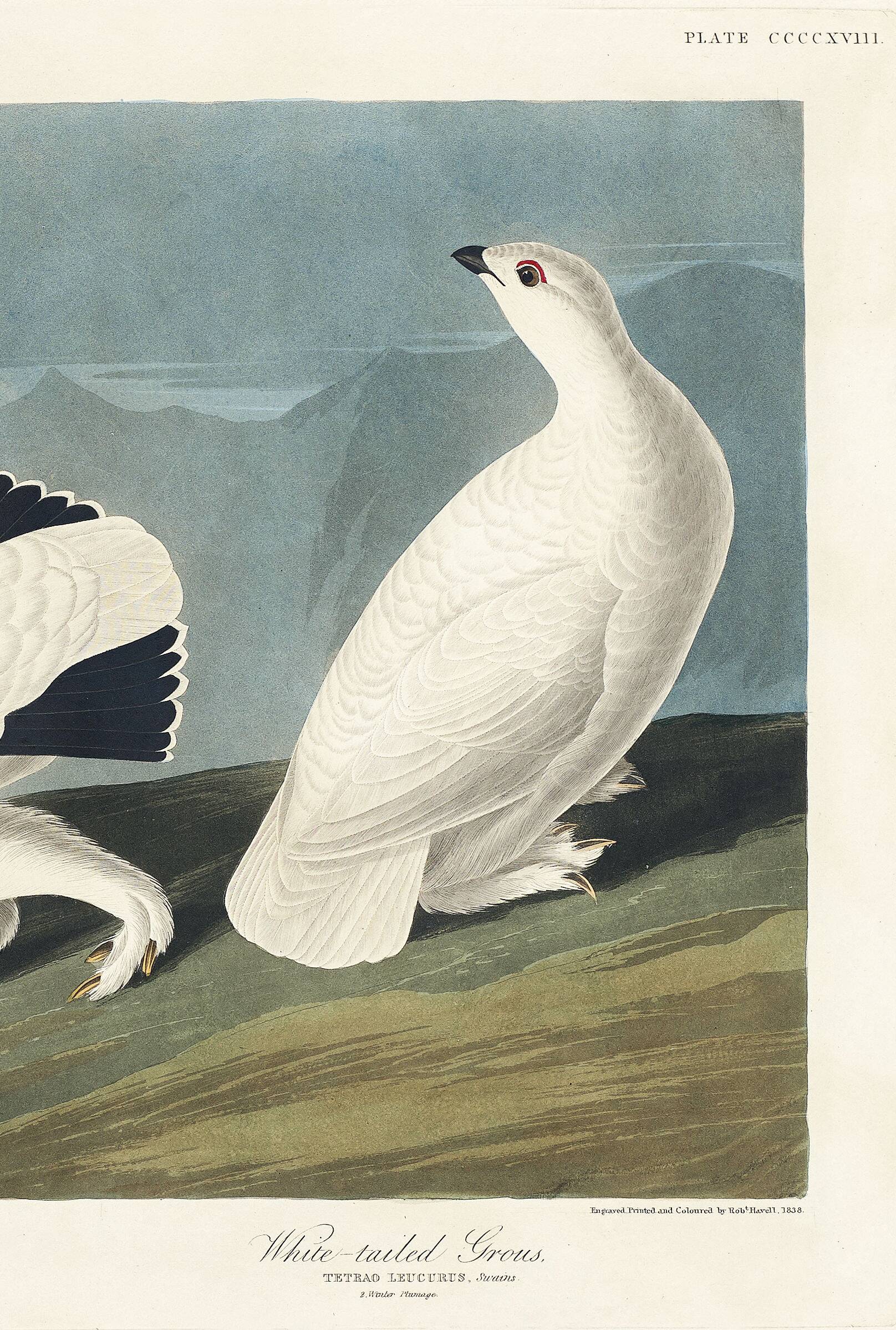 Poster about the Willow Ptarmigan, based on an old engraving from 1827.