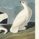 Poster about the Willow Ptarmigan, based on an old engraving from 1827.