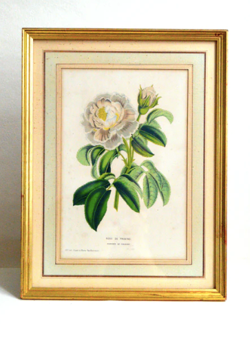 Botanical frame Rose de Provins