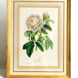 Botanical frame Rose de Provins