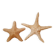Authentic naturalized starfish