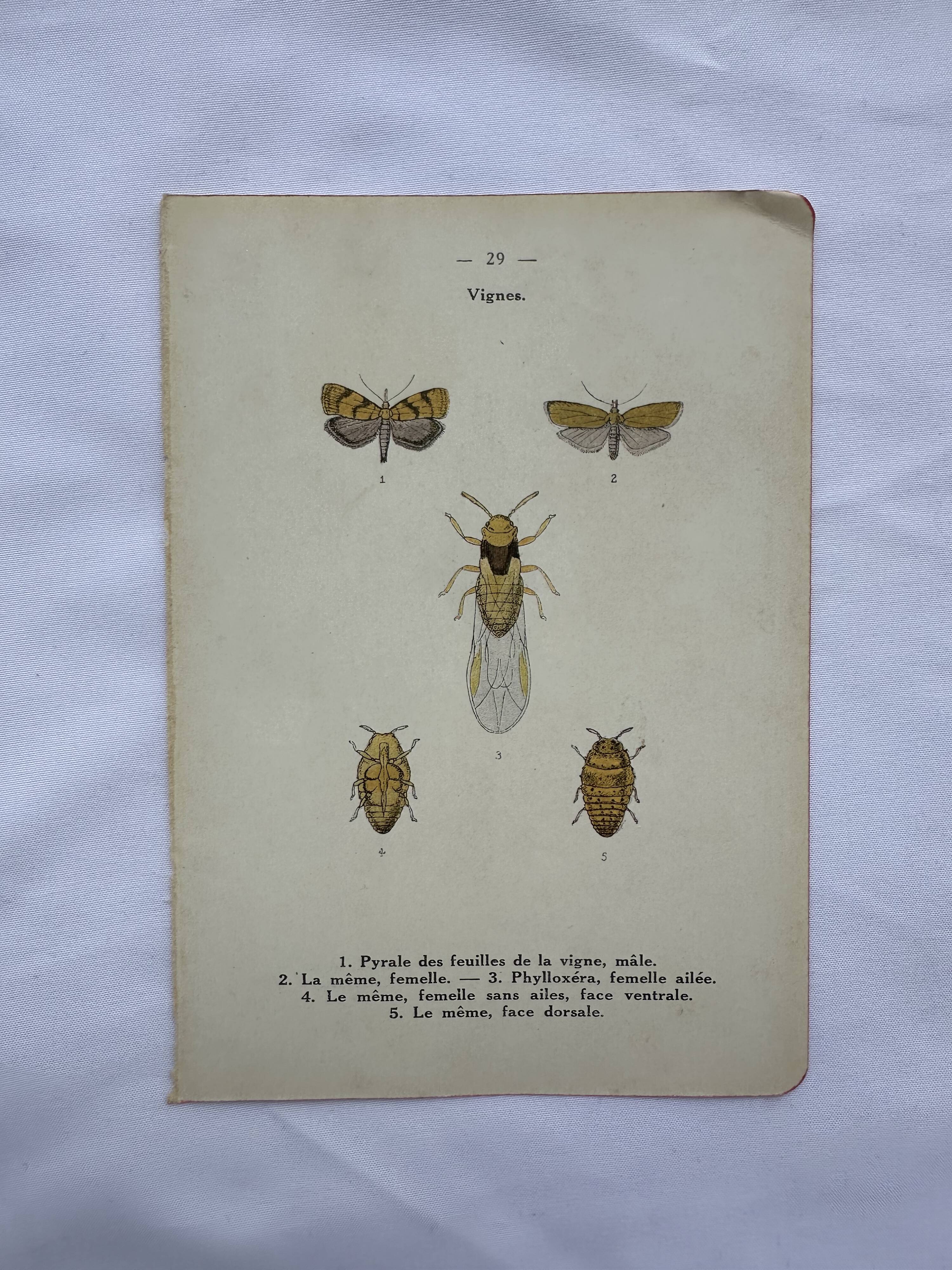 Old lithograph vintage insect