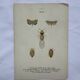 Old lithograph vintage insect