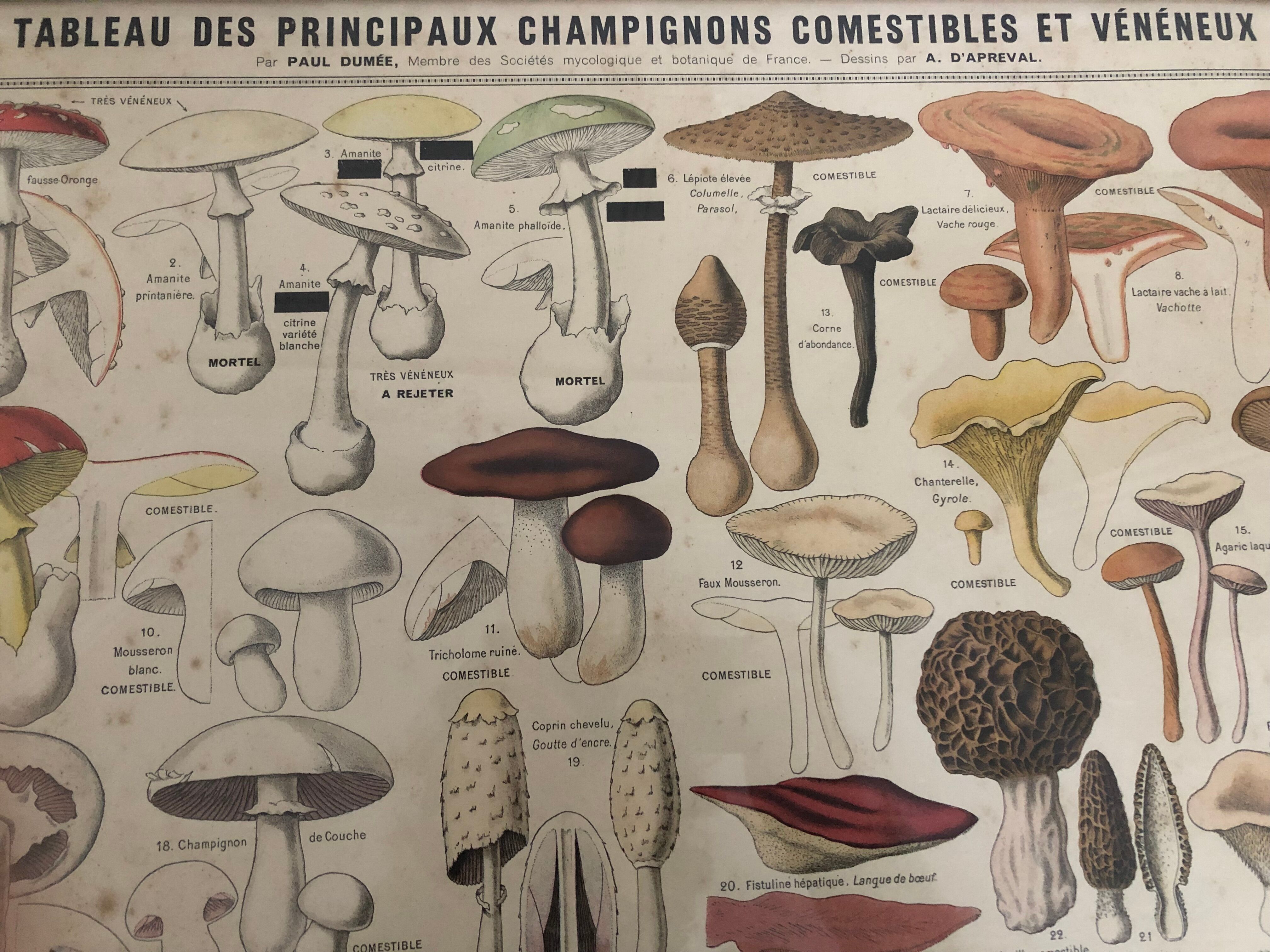 Botanical poster "Edible and poisonous mushrooms"