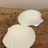 Empty shell pocket