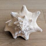 Conch Seashell - Lobatus gigas - 21 cm