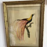 3 framed illustrations of birds of paradise