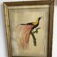 3 framed illustrations of birds of paradise