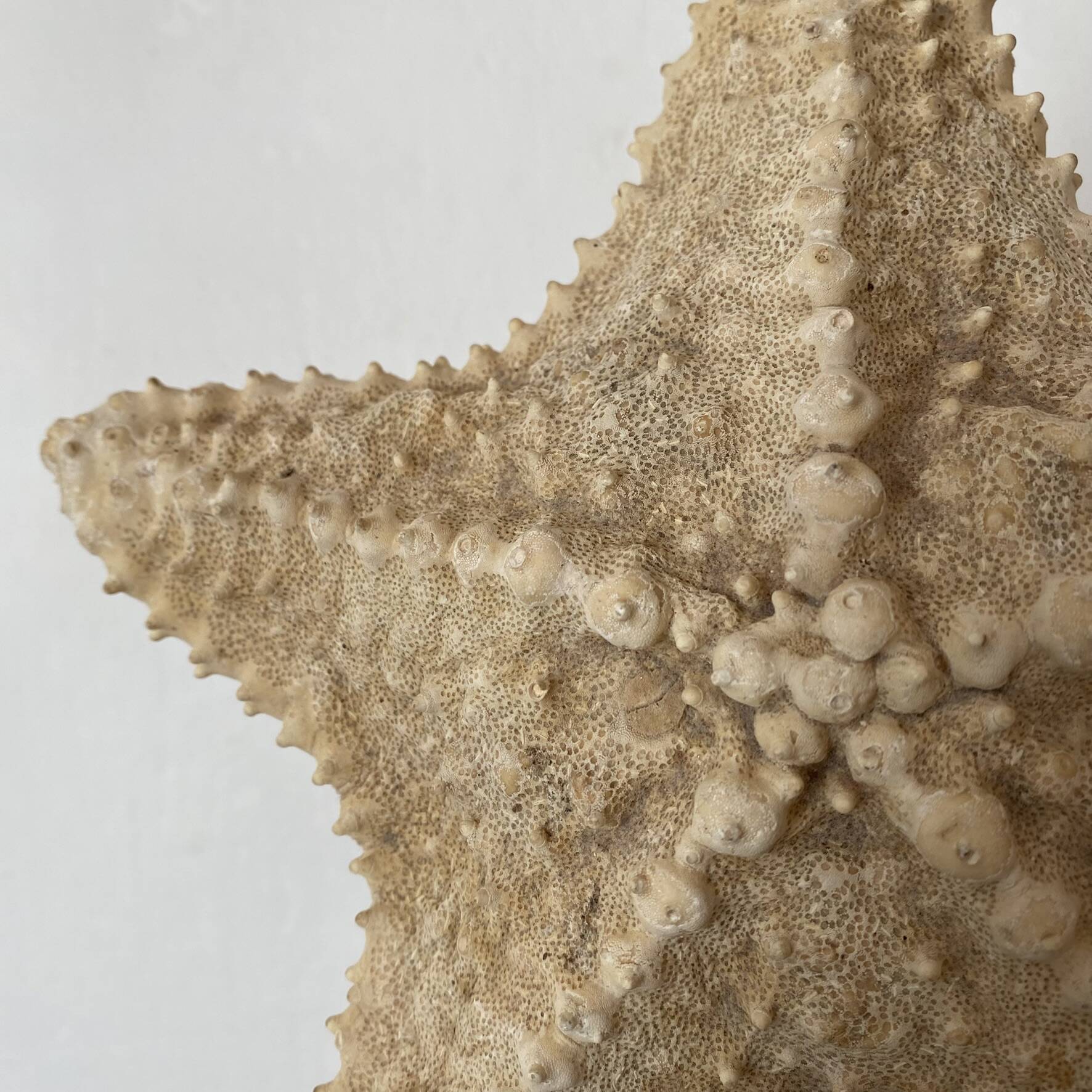 knotted starfish 21 cm