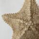 knotted starfish 21 cm