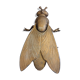 Brass ashtray fly