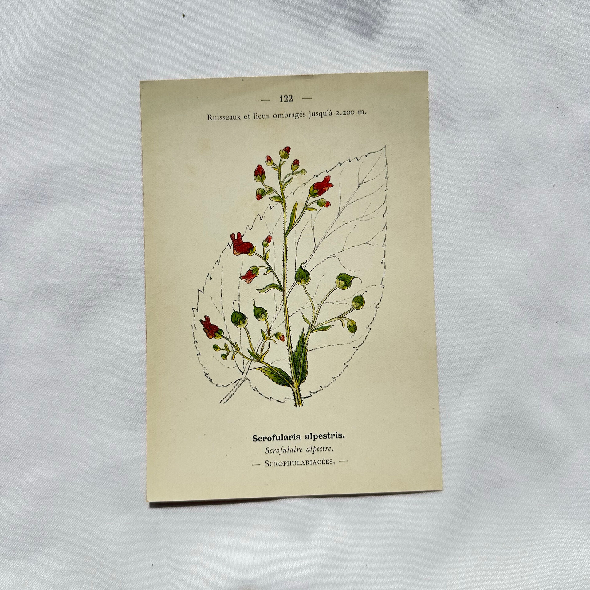 19th-century botanical engraving, double-sided, hand-coloured, naturalist work.
