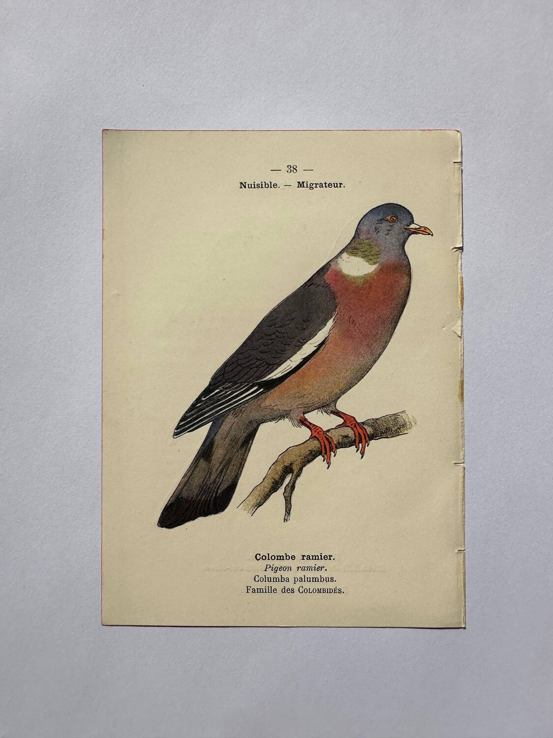 Botanical engraving birds double sided naturalist board Etching